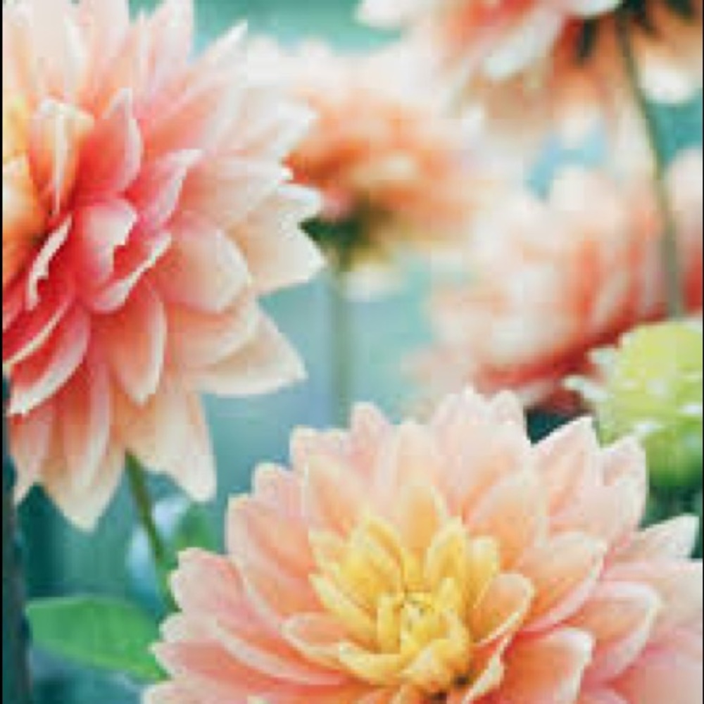 Meet your Posher, Zulma